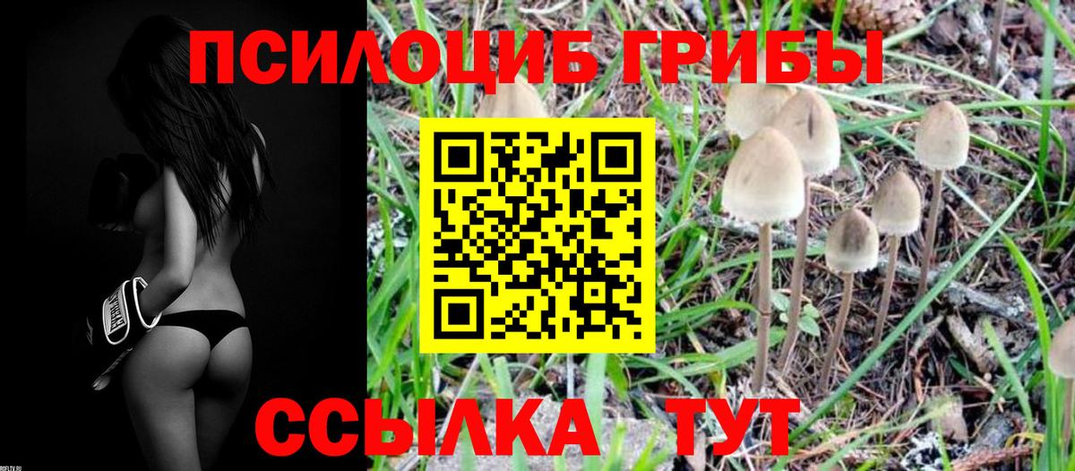 Псилоцибиновые грибы мицелий Борзя